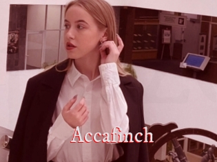 Accafinch