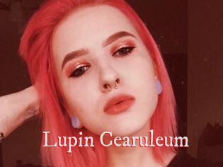 Lupin_Cearuleum